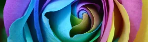 flower zoomed in with multiple colours